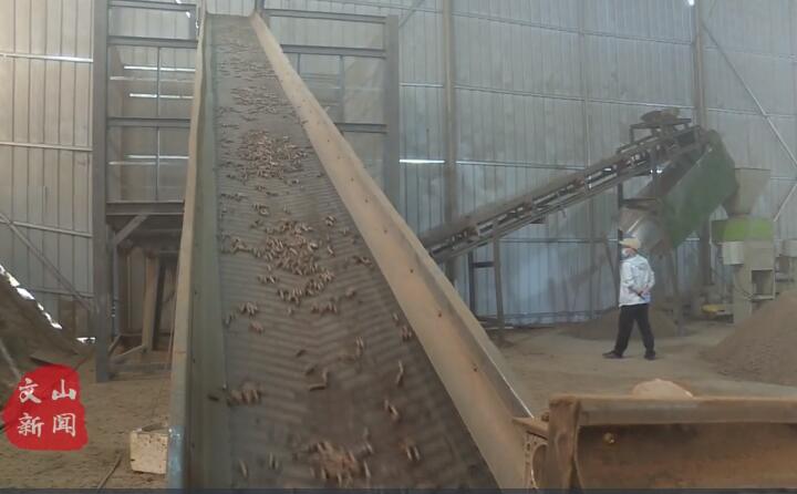 在廣南縣那灑鎮(zhèn)生物質(zhì)顆粒燃料加工廠，粉碎機(jī)、輸送帶、木屑造粒機(jī)呈流水線作業(yè)，將桔桿、枯木等可燃材料加工成顆粒狀成品對(duì)外出售.jpg